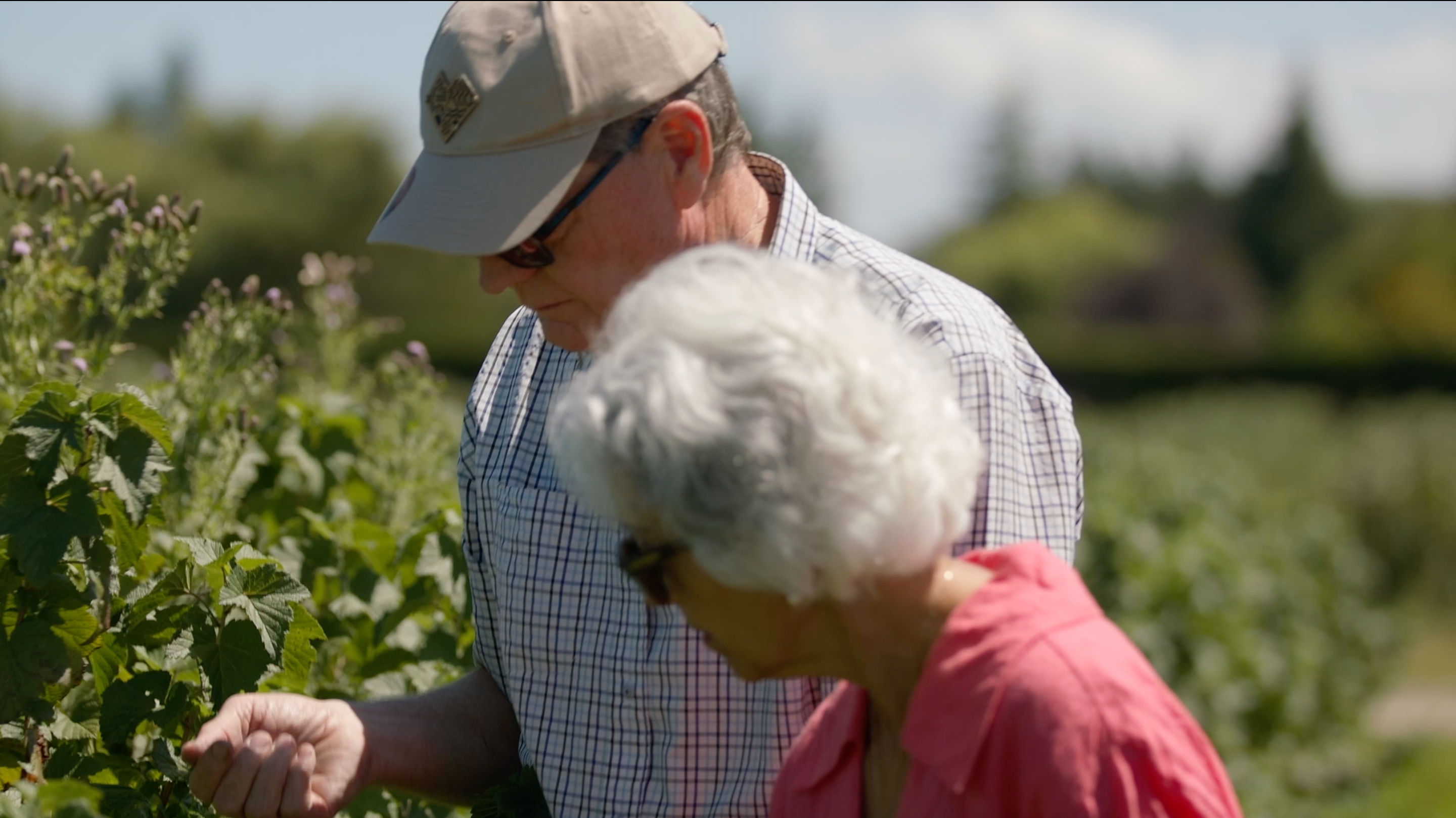 ViBERi on Country Calendar | New Zealand Blackcurrant Story Featured on TV